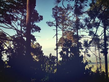 Low angle view of silhouette trees against sky