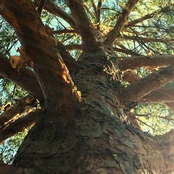 Low angle view of tree in forest