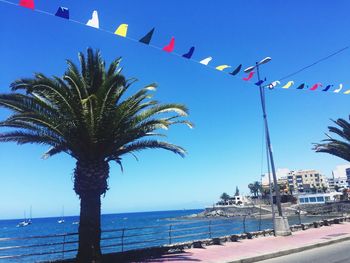 Palm tree by sea against clear blue sky