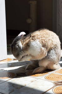 Close-up of a bunny sitting on floor 