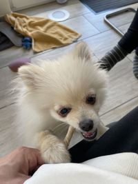 mammal