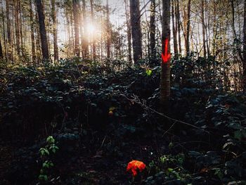 Sun shining through trees in forest