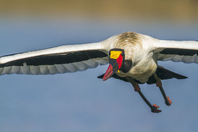 Close-up of bird flying