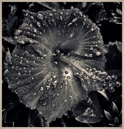 Close-up of wet flower