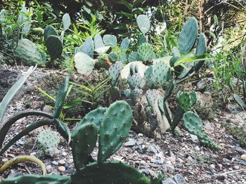 High angle view of succulent plant on field