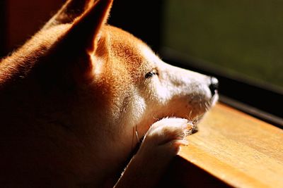 Close-up of dog