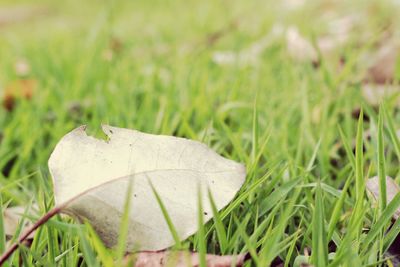 Close-up of grass on field