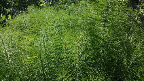 Full frame shot of green plants