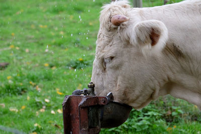 Close-up of a drinking white cow in the meadow. 