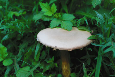 Close-up of mushroom growing on field