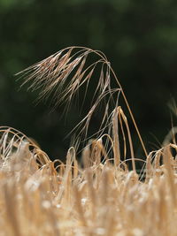 Close-up of dandelion