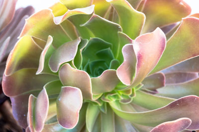 Close-up of succulent plant