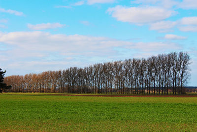 Trees on field against sky