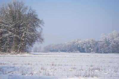 Trees on snow field against clear sky