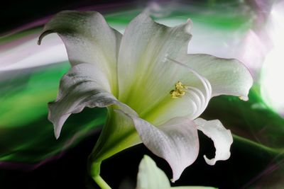 Close-up of white flowering plant