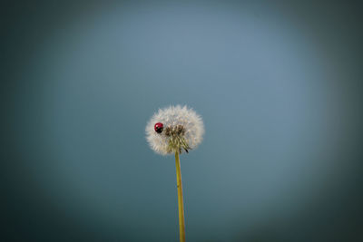 Close-up of dandelion flower against white background