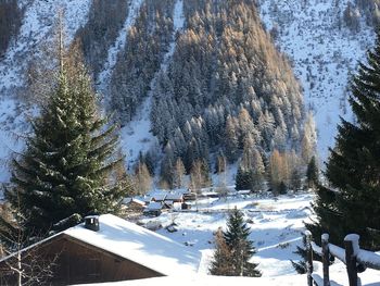 Snow covered pine trees on mountain