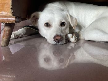 Close-up portrait of dog relaxing at home