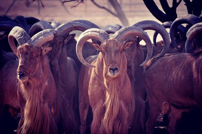 Close-up of antelope herd