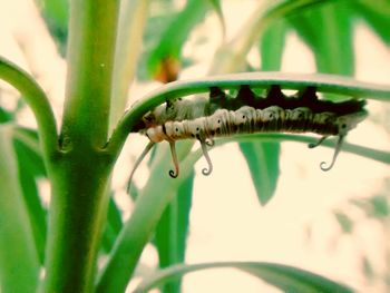 Close-up of plant