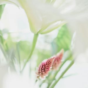 Close-up of flower