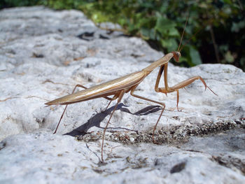 Close-up of praying mantis on rock