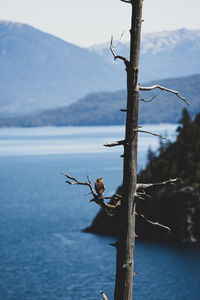 View of lizard on tree by sea