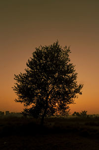 Tree on field against clear sky during sunset