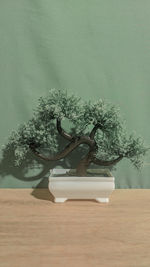 Close-up of potted plant on table against wall