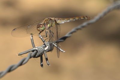 dragonflies and damseflies