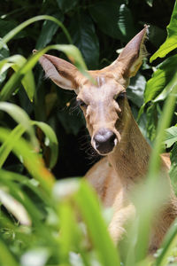 Portrait of deer