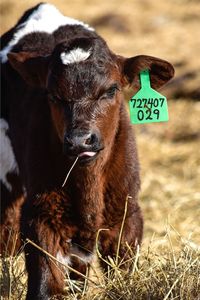 Little calf looking at camera