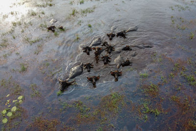 High angle view of buffalo swimming in lake