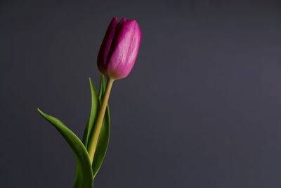 Close-up of pink tulip against black background