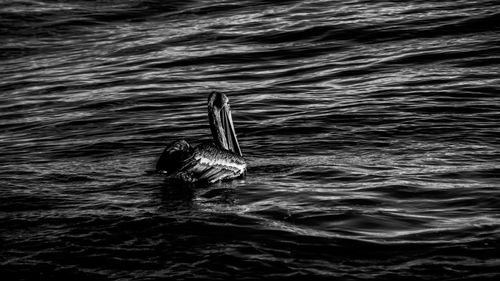 View of duck swimming in lake