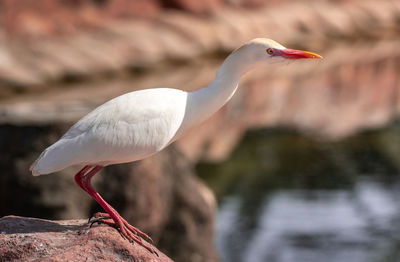Close-up of seagull perching on rock