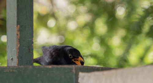 Close-up of bird perching on railing