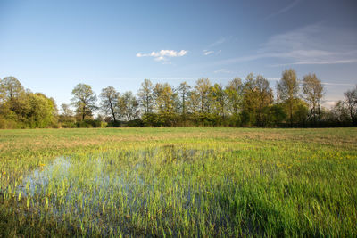 Scenic view of wet meadow against sky