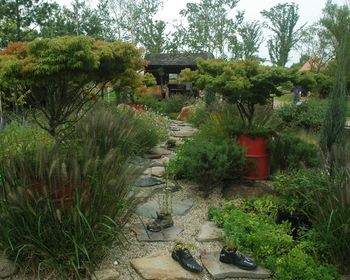 Walkway amidst trees and plants in forest