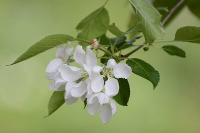 Close-up of cherry blossoms on branch