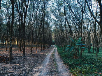 Footpath amidst trees in forest