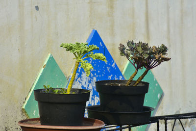 Potted plant on table against wall
