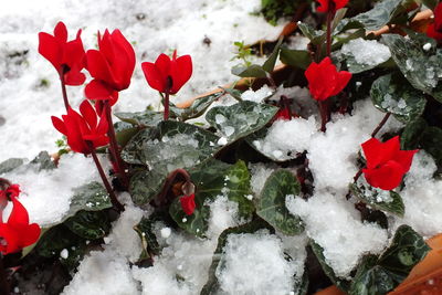 Close-up of red flowers