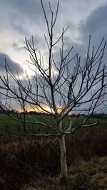 Bare tree on field against sky