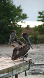 Bird perching on wood against lake