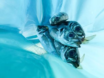 Close-up of fish in plastic bag