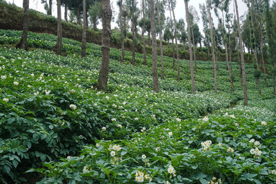 Plants growing on field