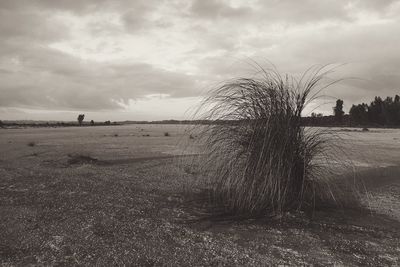 Scenic view of field against cloudy sky