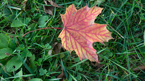 Close-up of maple leaf on grass