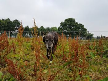 Dog standing on field